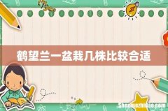 鹤望兰一盆栽几株比较合适