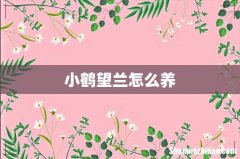 小鹤望兰怎么养