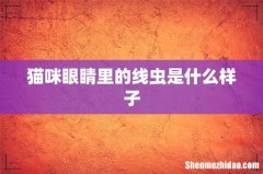猫咪眼睛里的线虫是什么样子