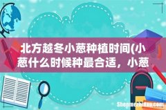 小葱什么时候种最合适，小葱什么时候种最合适不打种子 北方越冬小葱种植时间