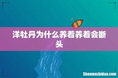 洋牡丹为什么养着养着会断头