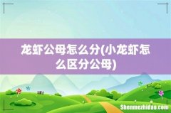 小龙虾怎么区分公母 龙虾公母怎么分