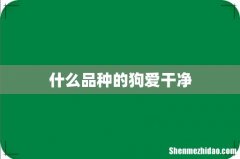 什么品种的狗爱干净