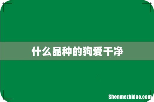 什么品种的狗爱干净