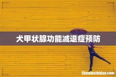 犬甲状腺功能减退症预防