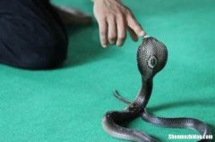 被蛇咬了多久有反应 被蛇咬了多久有反应症状