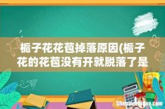栀子花的花苞没有开就脱落了是怎么回事 栀子花花苞掉落原因
