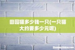 一只猫大约要多少元呢 田园猫多少钱一只