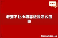 老猫不让小猫靠近是怎么回事