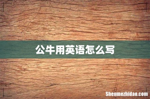 公牛用英语怎么写