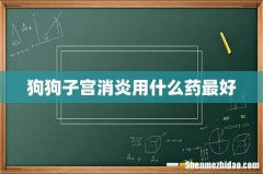 狗狗子宫消炎用什么药最好