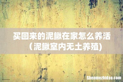 买回来的泥鳅在家怎么养活（泥鳅室内无土养殖)