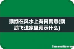 鹦鹉飞进家里预示什么 鹦鹉在风水上有何寓意