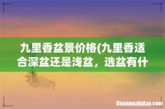 九里香适合深盆还是浅盆，选盆有什么要求 九里香盆景价格