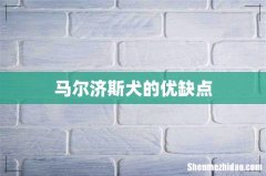 马尔济斯犬的优缺点