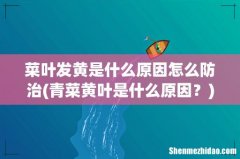 青菜黄叶是什么原因？ 菜叶发黄是什么原因怎么防治