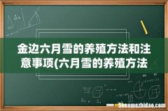 六月雪的养殖方法，六月雪盆景怎么养 金边六月雪的养殖方法和注意事项