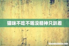 猫咪不吃不喝没精神只趴着