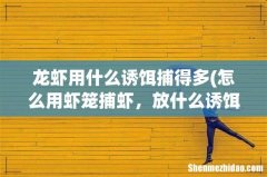 怎么用虾笼捕虾，放什么诱饵好 龙虾用什么诱饵捕得多