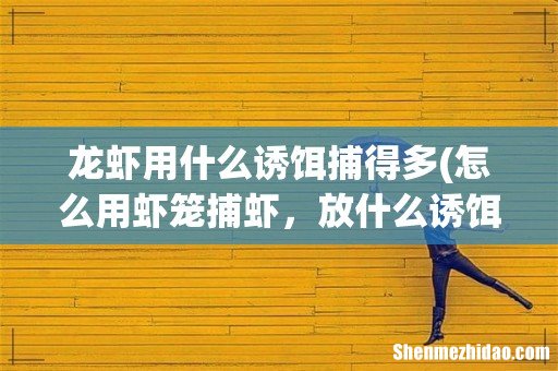 怎么用虾笼捕虾,放什么诱饵好 龙虾用什么诱饵捕得多