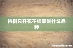 桃树只开花不结果是什么品种