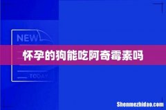怀孕的狗能吃阿奇霉素吗
