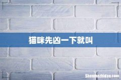 猫咪先凶一下就叫