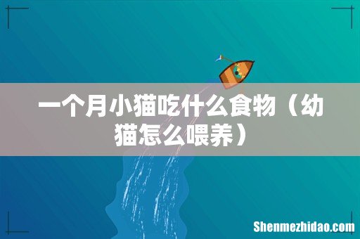 幼猫怎么喂养 一个月小猫吃什么食物