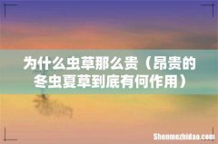 昂贵的冬虫夏草到底有何作用 为什么虫草那么贵
