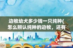 怎么辨认纯种的边牧，还有一只小边牧大概多少钱啊？ 边牧幼犬多少钱一只纯种