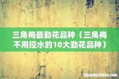 三角梅不用控水的10大勤花品种 三角梅最勤花品种