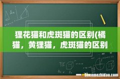 橘猫，黄狸猫，虎斑猫的区别是什么？ 狸花猫和虎斑猫的区别