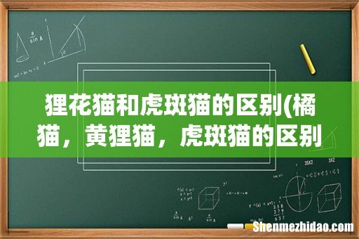 橘猫，黄狸猫，虎斑猫的区别是什么？ 狸花猫和虎斑猫的区别