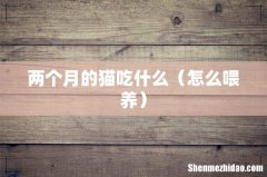 怎么喂养 两个月的猫吃什么