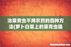 萝卜白菜上的菜青虫猖獗，又不想打农药，有什么土办法能防治菜青虫？ 治菜青虫不用农药的