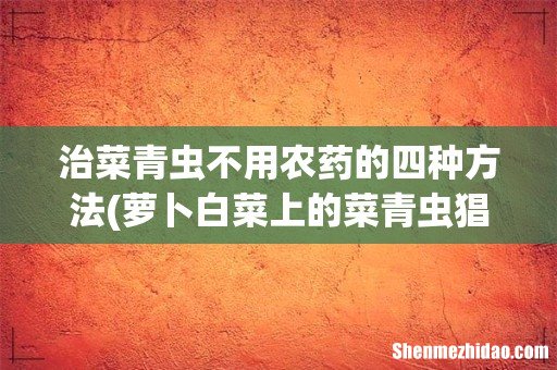 萝卜白菜上的菜青虫猖獗,又不想打农药,有什么土办法能防治菜青虫? 治菜青虫不用农药的四种方法