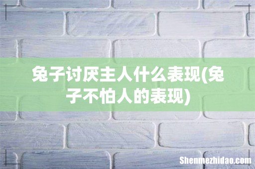 兔子不怕人的表现 兔子讨厌主人什么表现