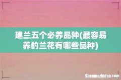 最容易养的兰花有哪些品种 建兰五个必养品种