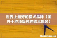 国外十种顶级纯种猎犬排名 世界上最好的猎犬品种
