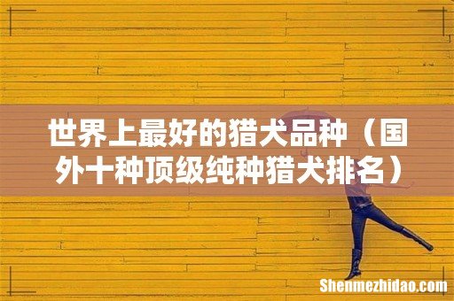 国外十种顶级纯种猎犬排名 世界上最好的猎犬品种
