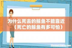 死亡的鲸鱼有多可怕 为什么死去的鲸鱼不能靠近