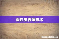 蛋白虫养殖技术
