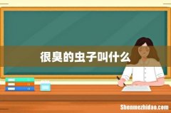 很臭的虫子叫什么
