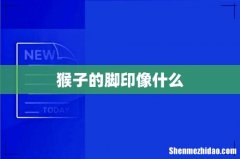 猴子的脚印像什么