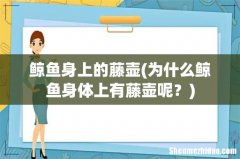 为什么鲸鱼身体上有藤壶呢？ 鲸鱼身上的藤壶