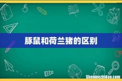 豚鼠和荷兰猪的区别