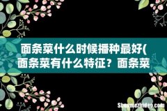 面条菜有什么特征？面条菜适合在哪里种植？ 面条菜什么时候播种最好