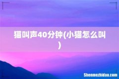 小猫怎么叫 猫叫声40分钟