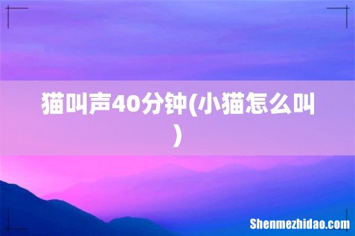 小猫怎么叫 猫叫声40分钟