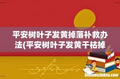 平安树叶子发黄干枯掉落怎么办 平安树叶子发黄掉落补救办法